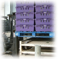 Pallet Conveyor